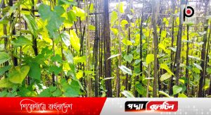 বালিয়াকান্দিতে দাম কম ও বিদেশে রপ্তানী বন্ধ থাকায় হতাশ পানচাষীরা